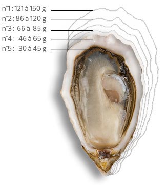 Sandy Voorbeeld Gevoelig voor Proeverij van oesters en mosselen in hutten Mobiele applicatie
